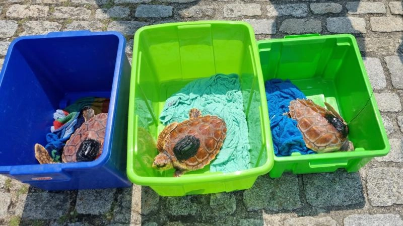 Imagen del artículo Las tortugas Ferdylan, Geno y Cicliña vuelven a su medio natural tras su recuperación en el Instituto Gallego de Formación en Acuicultura