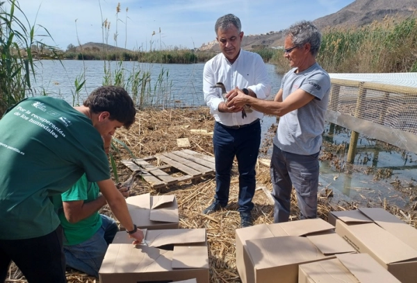 Imagen del artículo La Región de Murcia cuenta desde hoy con 20 ejemplares de cerceta pardilla tras la presuelta realizada en la Laguna de Las Moreras