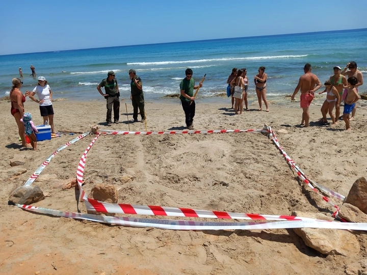 Imagen del artículo Primeros intentos de anidación de tortuga boba en la Región de Murcia durante el fin de semana
