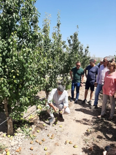 Imagen del artículo El reventón térmico en el Altiplano afecta al 82 por ciento del cultivo de pera y las pérdidas alcanzan los 8 millones