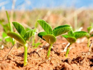 Imagen del artículo NEIKER presenta sus últimos avances en calabaza, soja y remolacha de cultivo ecológico