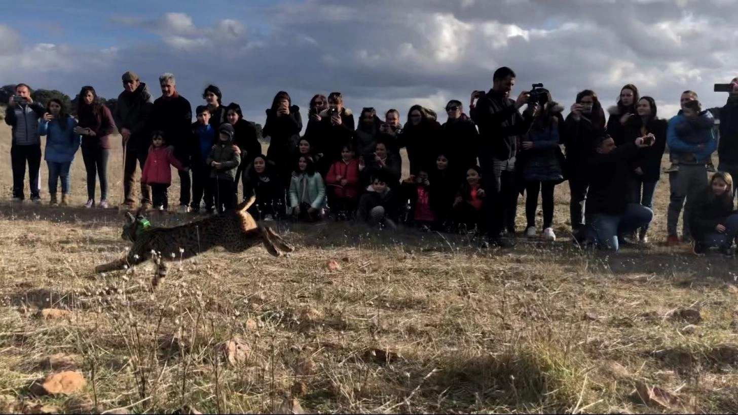 Imagen del artículo El Gobierno regional consolida la presencia del lince ibérico en Castilla-La Mancha y reintroduce el último ejemplar del proyecto 'Life Lynx Connect' en Sierra Morena oriental