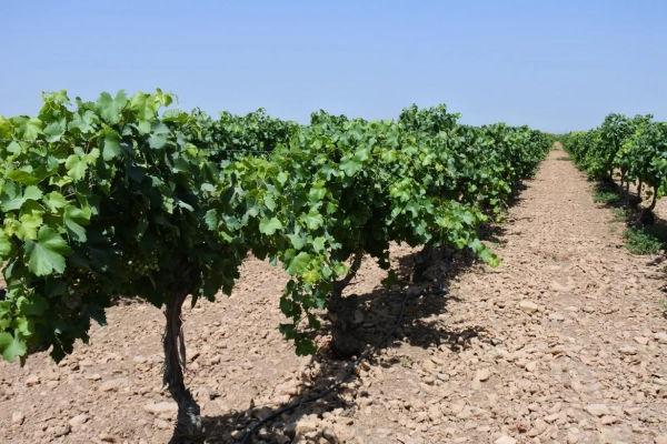 Imagen del artículo El Gobierno regional abona más de 636.000 euros en ayudas a la restructuración del viñedo a un total de 107 beneficiarios de la provincia de Cuenca