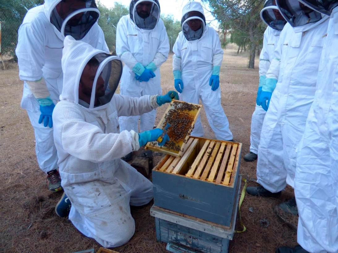 Imagen del artículo El Gobierno de Castilla-La Mancha abona ayudas por importe de más de 539.000 euros a 85 apicultores de la provincia de Ciudad Real