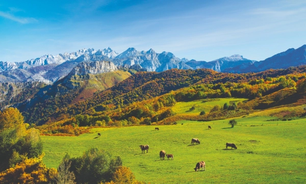 Imagen del artículo Asturias contará por primera vez con ayudas directas para apoyar a ganaderos y agricultores frente a la sequía