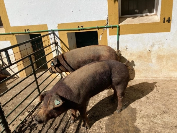 Imagen del artículo El CENSYRA adjudica 21 machos de porcino de raza Duroc en la subasta de esta semana