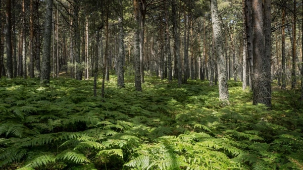 Imagen del artículo La Comunidad de Madrid invierte 350.000 euros para dinamizar el entorno del Parque Nacional de la Sierra de Guadarrama