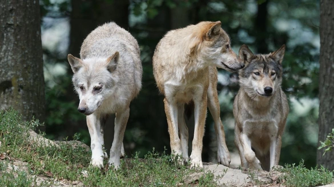 Imagen del artículo La Comunidad de Madrid concederá ayudas directas a los ganaderos por ataques de lobos, perros asilvestrados o buitres