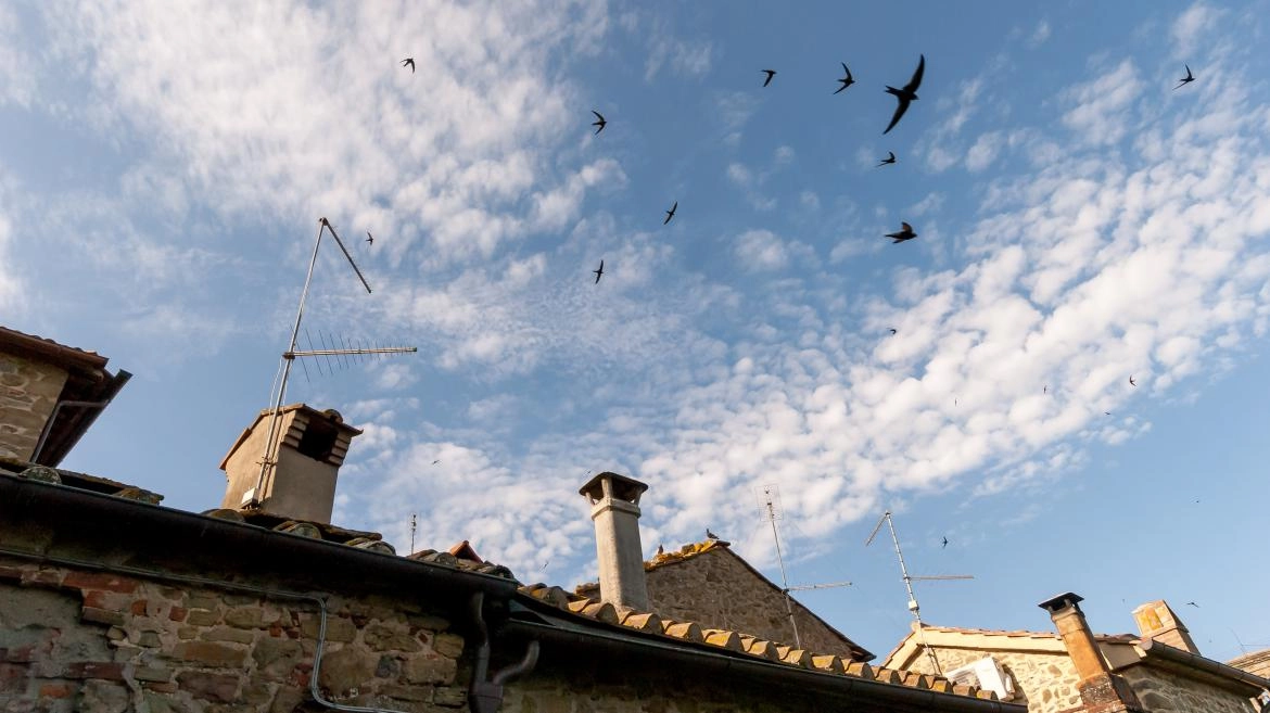 Imagen del artículo La Comunidad de Madrid presenta una campaña en redes sociales para preservar los nidos de aves insectívoras en edificios y viviendas